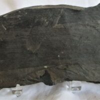 De grootte van deze fossiele cordaïtes is 12.0 bij 5.0 cm. Het fossiel is gevonden in Nederland (staatsmijn Hendrick - Brumssum) en komt uit het Carboon (Westphaliann; 313 - 304 miljoen jaar oud).