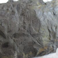 De grootte van deze fossiele planten (o.a Calamites, Lycopodites) is 9.0 bij 7.0 cm. Het fossiel is gevonden in Nederland (staatsmijn Hendrick - Brumssum) en komt uit het Carboon (Westphalian.n; 313 - 304 miljoen jaar oud).