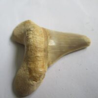 De grootte van deze fossiele haaientand is 4.0 bij 4.0 cm. Het fossiel is gevonden in Marokko.