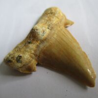 De grootte van deze fossiele haaientand is 4.0 bij 3.0 cm. Het fossiel is gevonden in Marokko.