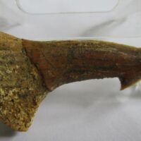 De grootte van deze fossiele zaagvistand (Onchopristis) is 4.0 cm. Het fossiel is gevonden in Marokko en komt uit het krijt (130 - 93 miljoen jaar oud).