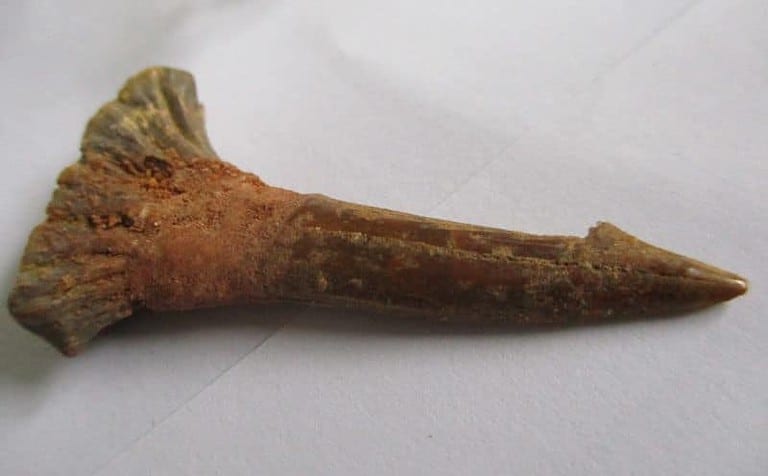 Fossil Sawfish Tooth