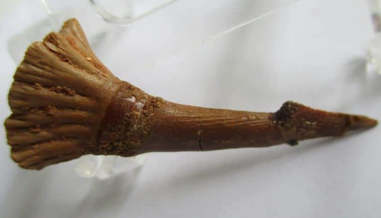 De grootte van deze fossiele zaagvistand (Onchopristis) is 4.5 cm. Het fossiel is gevonden in Marokko en komt uit het krijt (130 - 93 miljoen jaar oud).