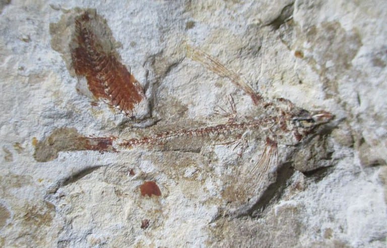 Exocoetoides
