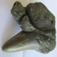 Fossil Shark Tooth