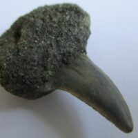 Fossil Shark Tooth
