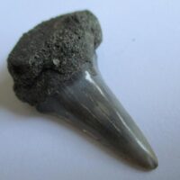 Fossil Shark Tooth