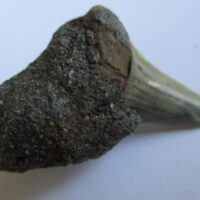 De grootte van deze fossiele haaientand (exclusief steen) is 1,3 cm. Inclusief steen, de grootte is 3bij 3 cm. Het fossiel is gevonden in Antwerpen, België.