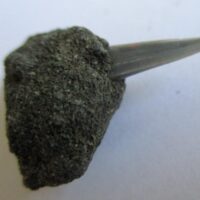 Fossil Shark Tooth