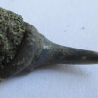Fossil Shark Tooth
