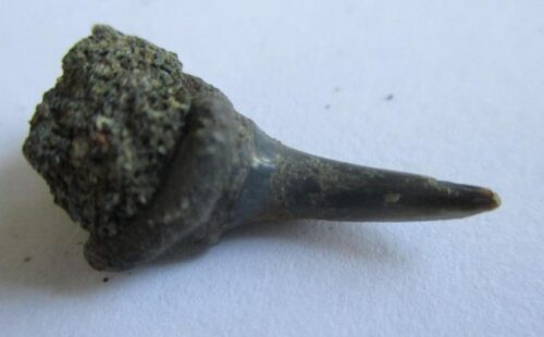 Fossil Shark Tooth