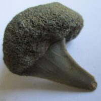 Fossil Shark Tooth