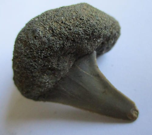 Fossil Shark Tooth