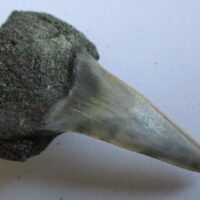 Fossil Shark Tooth
