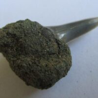 Fossil Shark Tooth