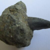 Fossil Shark Tooth