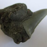 Fossil Shark Tooth