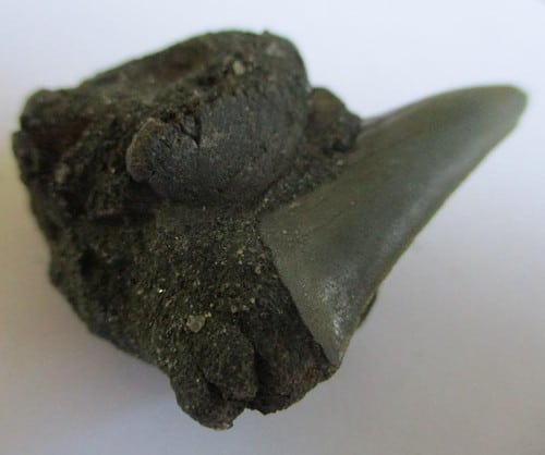 Fossil Shark Tooth