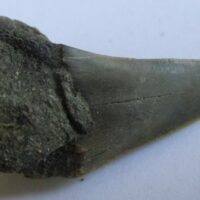 Fossil Shark Tooth