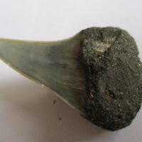 Fossil Shark Tooth