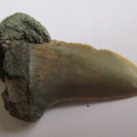 Fossil Shark Tooth