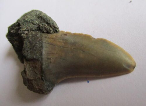 Fossil Shark Tooth