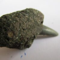 De grootte van deze fossiele haaientand (exclusief steen) is 1 cm. Inclusief steen, de grootte is 1,5 cm. Het fossiel is gevonden in Antwerpen, België.