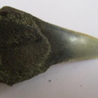 Fossil Shark Tooth