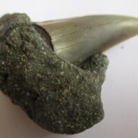 Fossil Shark Tooth
