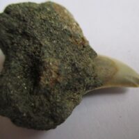 Fossil Shark Tooth