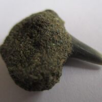 Fossil Shark Tooth