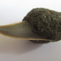 Fossil Shark Tooth