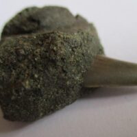 Fossil Shark Tooth