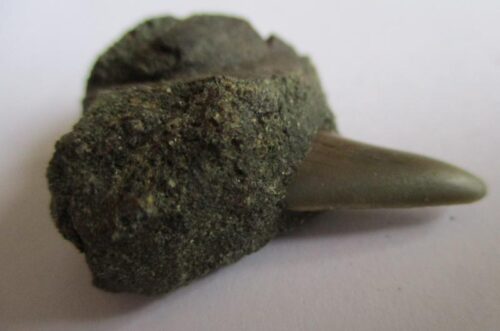 Fossil Shark Tooth