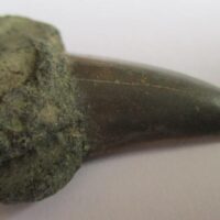 Fossil Shark Tooth