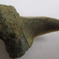 Fossil Shark Tooth