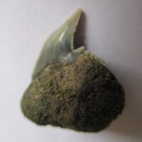 Fossil Shark Tooth