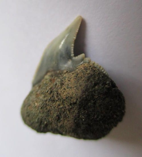 Fossil Shark Tooth