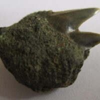 Fossil Shark Tooth