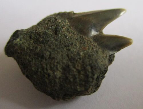 Fossil Shark Tooth