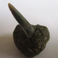 Fossil Shark Tooth
