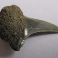 De grootte van deze fossiele haaientand (exclusief steen) is 1 cm. Inclusief steen, de grootte is 2 cm. Het fossiel is gevonden in Antwerpen, België.