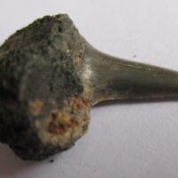 De grootte van deze fossiele haaientand (exclusief steen) is 2 cm. Inclusief steen, de grootte is 3,5 cm. Het fossiel is gevonden in Antwerpen, België.