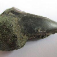 De grootte van deze fossiele haaientand (exclusief steen) is 2 cm. Inclusief steen, de grootte is 3.5 cm. Het fossiel is gevonden in Antwerpen, België.