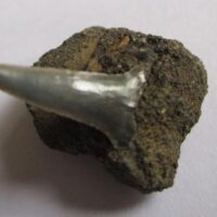 De grootte van deze fossiele haaientand (exclusief steen) is 1 cm. Inclusief steen, de grootte is 1.5 cm. Het fossiel is gevonden in Antwerpen, België.