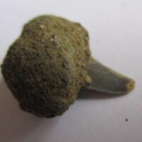 De grootte van deze fossiele haaientand (exclusief steen) is 0,5 cm. Inclusief steen, de grootte is 1,5 cm. Het fossiel is gevonden in Antwerpen, België.