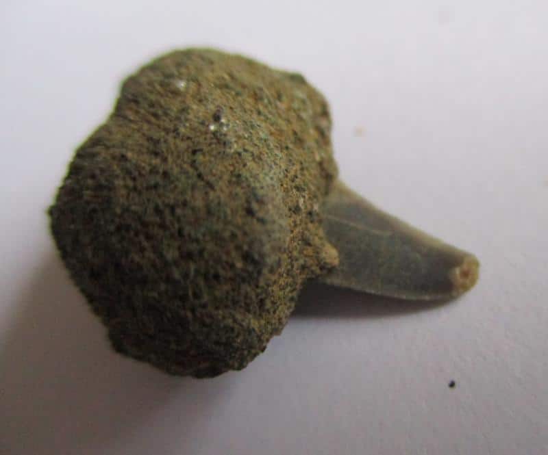 De grootte van deze fossiele haaientand (exclusief steen) is 0,5 cm. Inclusief steen, de grootte is 1,5 cm. Het fossiel is gevonden in Antwerpen, België.