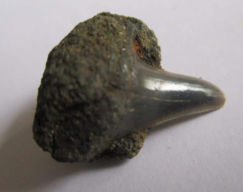 De grootte van deze fossiele haaientand (exclusief steen) is 0,5 cm. Inclusief steen, de grootte is 1,5 cm. Het fossiel is gevonden in Antwerpen, België.