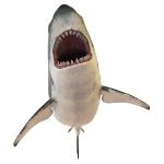 Shark (Local)