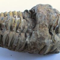 Raw Trilobite